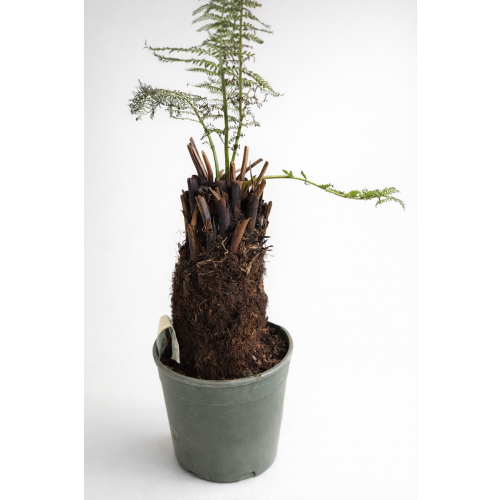 Dicksonia Antarctica